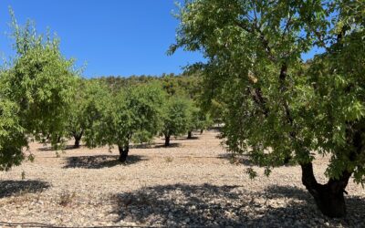 Cultivo de almendros en la comarca